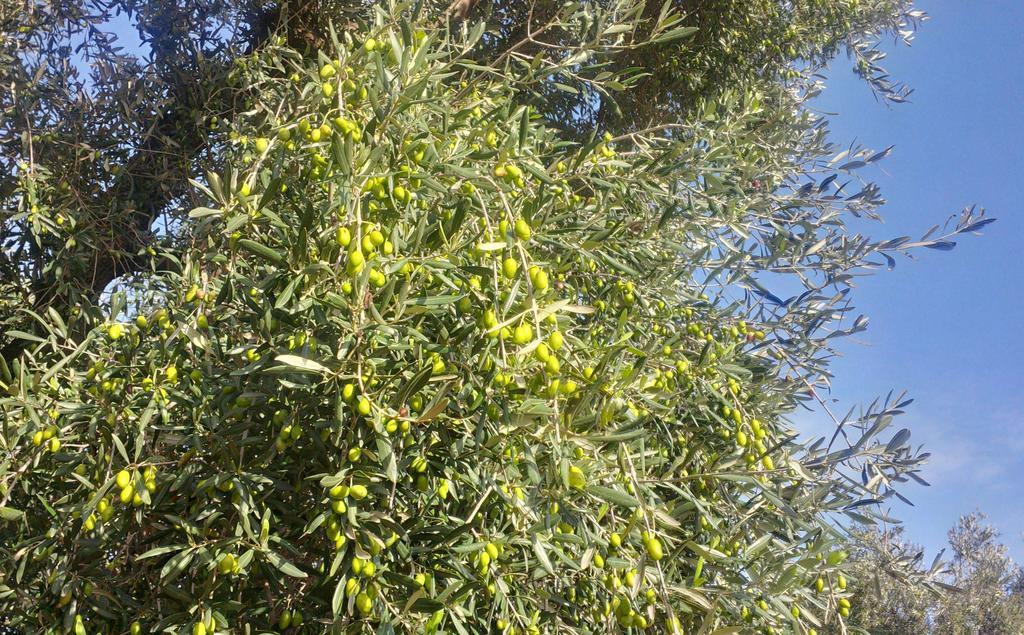 Masseria Don Sante Fasano Ngoại thất bức ảnh
