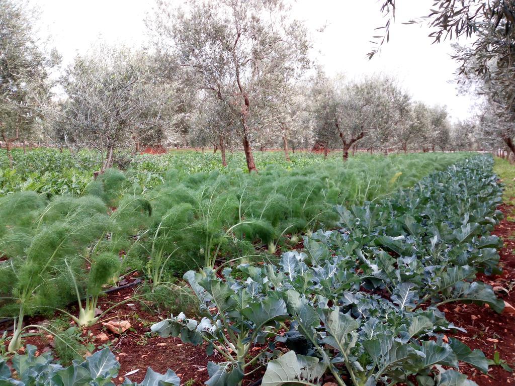 Masseria Don Sante Fasano Ngoại thất bức ảnh