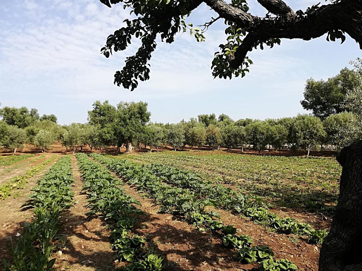 Masseria Don Sante Fasano Ngoại thất bức ảnh